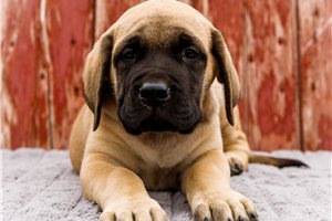 Brett - Mastiff for sale