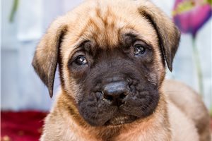 Ernie - Mastiff for sale