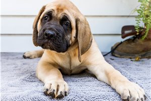 Everett - Mastiff for sale