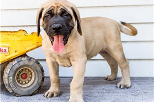 Ernie - Mastiff for sale