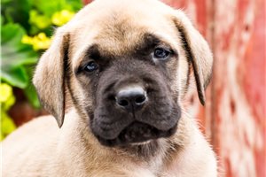 Brett - puppy for sale