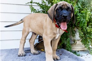Ericson - Mastiff for sale
