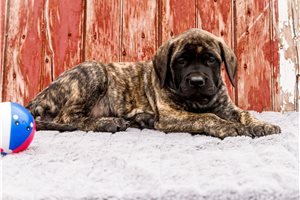 Blaire - Mastiff for sale