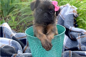Koko - puppy for sale