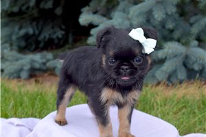 Madison - Brussels Griffon for sale