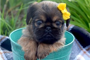 Kayla - puppy for sale