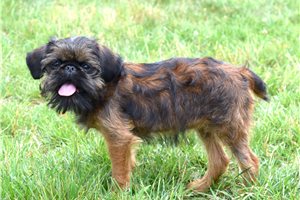 Brussels Griffon for Sale | Puppies | Pawrade.com