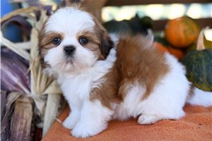 Murphy - puppy for sale