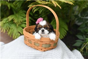 Dusk - Shih Tzu for sale