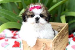 Bonnie - Shih Tzu for sale