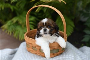 Doug - Shih Tzu for sale