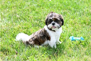 Kenneth - Shih Tzu for sale
