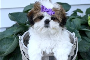 Bonnie - Shih Tzu for sale