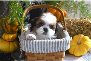 Morris - puppy for sale