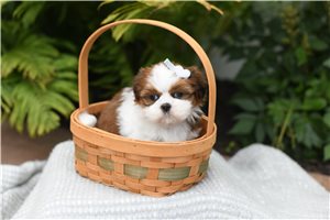 Chantilly - Shih Tzu for sale