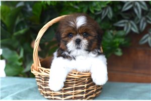 Doug - Shih Tzu, placed in Fort Wayne