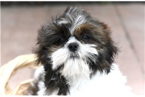 Kenneth - Shih Tzu for sale