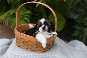Doodle - puppy for sale