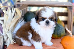 Mason - puppy for sale