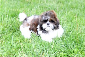 Kenneth - Shih Tzu for sale