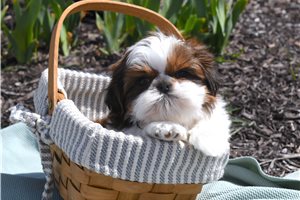 Kayden - puppy for sale