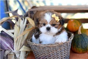 Mercury - puppy for sale