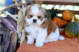 Mikey - Shih Tzu for sale