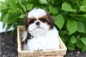 Kayden - Shih Tzu for sale