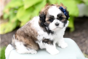 Lara - Shih Tzu for sale