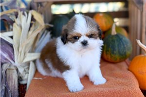 Marlin - puppy for sale