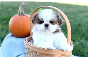 Mort - Shih Tzu for sale