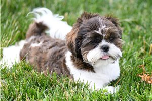 Kenneth - Shih Tzu for sale