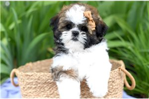 Lara - Shih Tzu for sale