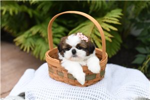 Chakra - Shih Tzu for sale