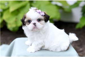 Lilian - Shih Tzu for sale