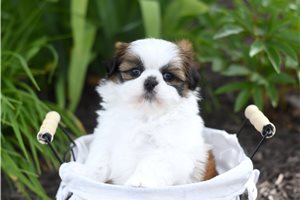Bonnie - Shih Tzu for sale