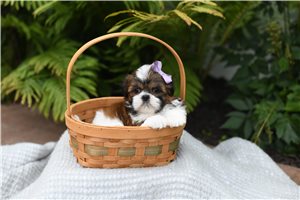 Charisma - puppy for sale