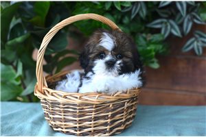 Doodle - Shih Tzu, placed in Fort Wayne