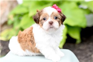 Lisa - puppy for sale