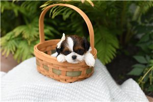 Dulia - Shih Tzu for sale