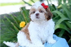 Lisa - Shih Tzu for sale