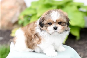 Lucian - Shih Tzu for sale