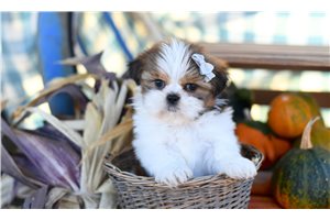Megan - Shih Tzu for sale