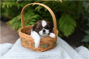 Dozer - Shih Tzu for sale