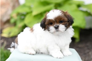 Leon - Shih Tzu for sale