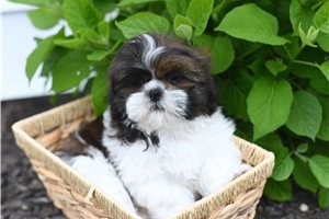 Kenneth - Shih Tzu for sale