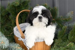 Gabriel - Shih Tzu for sale