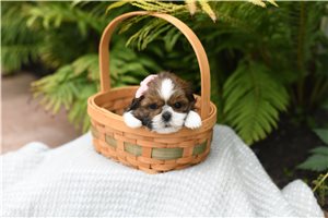 Duchess - puppy for sale