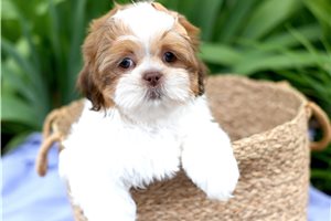 Lisa - Shih Tzu for sale