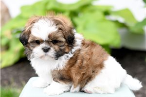 Liam - puppy for sale